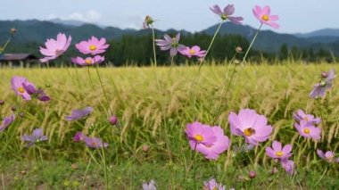 Sonbahar pirinç alan, evren, Japonya peyzaj