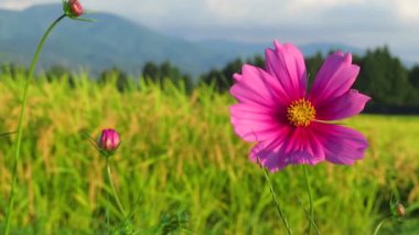 Sonbahar pirinç alan, evren, Japonya peyzaj