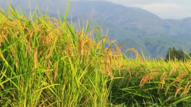 Sonbahar pirinç alan, Akita, Japan, peyzaj