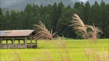 Sonbahar pirinç alan, Akita, Japan, peyzaj