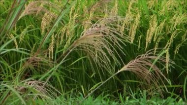 Sonbahar pirinç alan, Akita, Japan, peyzaj