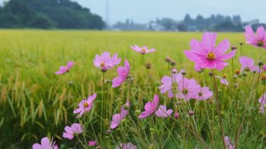 Sonbahar pirinç alan, evren, Japonya peyzaj