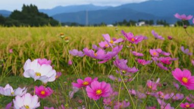 Sonbahar pirinç alan, evren, Japonya peyzaj