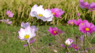 Sonbahar pirinç alan, evren, Japonya peyzaj