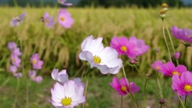 Sonbahar pirinç alan, evren, Japonya peyzaj