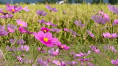 Sonbahar pirinç alan, evren, Japonya peyzaj