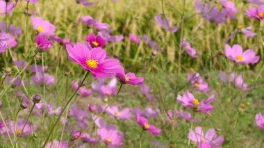 Sonbahar pirinç alan, evren, Japonya peyzaj