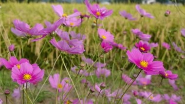 Sonbahar pirinç alan, evren, Japonya peyzaj