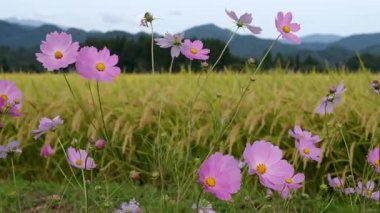 Sonbahar pirinç alan, evren, Japonya peyzaj