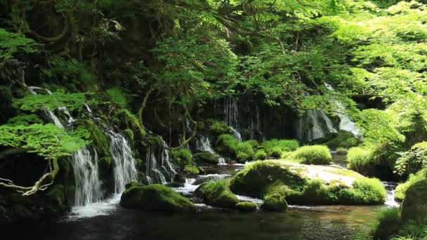 滝と新緑の日本風景 — ストック動画