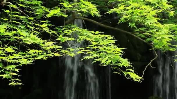 Wasserfall Und Zarte Grüne Japanische Landschaft — Stockvideo