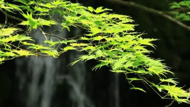 Водоспад Ніжний Зелений Японський Пейзаж — стокове відео