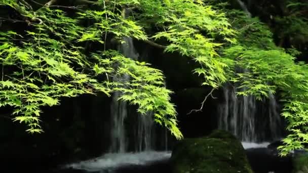 Wasserfall Und Zarte Grüne Japanische Landschaft — Stockvideo