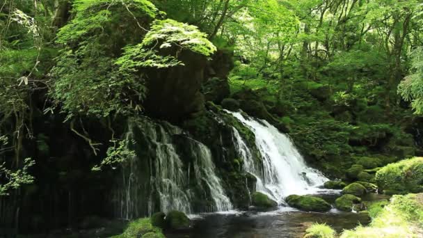 Wasserfall Und Zarte Grüne Japanische Landschaft — Stockvideo