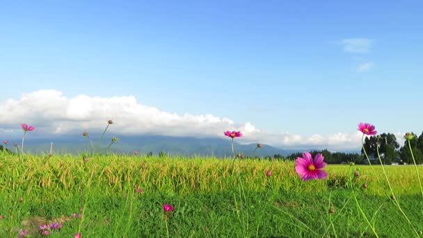 Φθινόπωρο Τομέα Του Ρυζιού Cosmos Ιαπωνία Τοπίο — Αρχείο Βίντεο