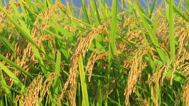 Otoño Campo Arroz Akita Japón Paisaje — Vídeos de Stock