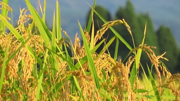 Podzim Řýže Akita Japonsko Krajina — Stock video