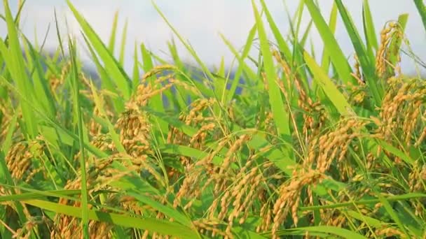 Outono Campo Arroz Akita Japão Paisagem — Vídeo de Stock