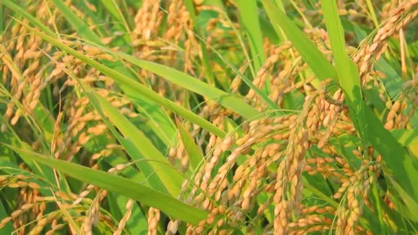 Herfst Rice Field Akita Japan Landschap — Stockvideo