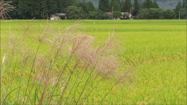 Herbst Reisfeld Akita Japan Landschaft — Stockvideo