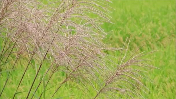 Jesienią Ryżowym Polu Akita Japonia Krajobraz — Wideo stockowe