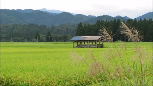 Autumn Rice Field Akita Japan Landscape — Stock Video