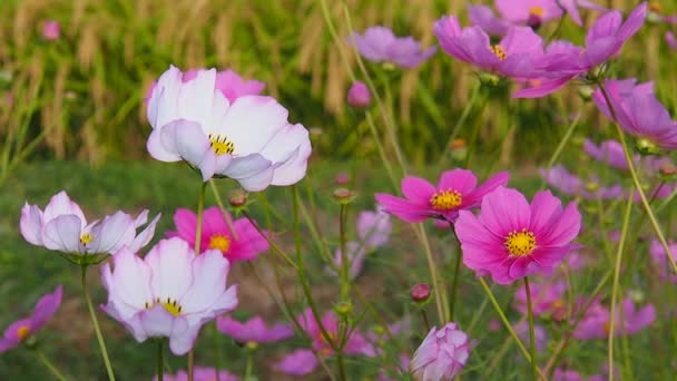 Herbst Reisfeld Kosmos Japanische Landschaft — Stockvideo