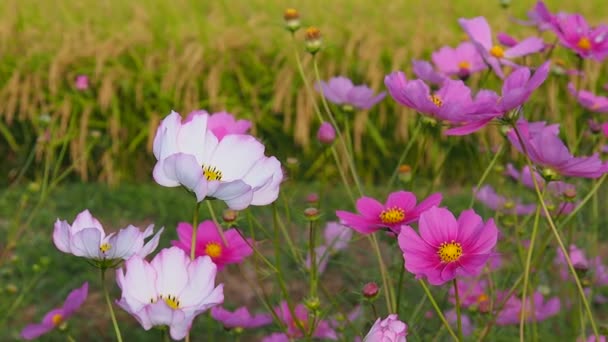 Őszi Rizs Mező Kozmosz Japán Táj — Stock videók