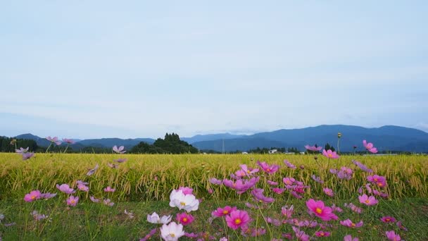 Autumn Rice Field Cosmos Japan Landscape — Stock Video