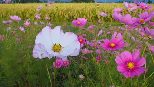 Podzimní Rýžové Pole Kosmos Japonsko Krajina — Stock video