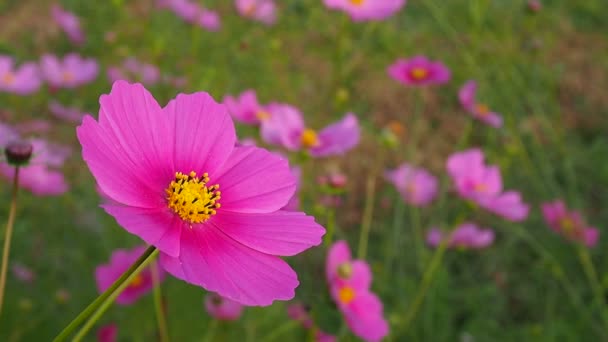 Herbst Reisfeld Kosmos Japanische Landschaft — Stockvideo