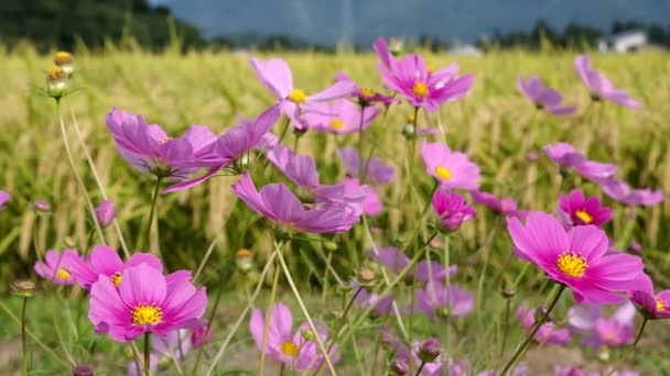 Őszi Rizs Mező Kozmosz Japán Táj — Stock videók