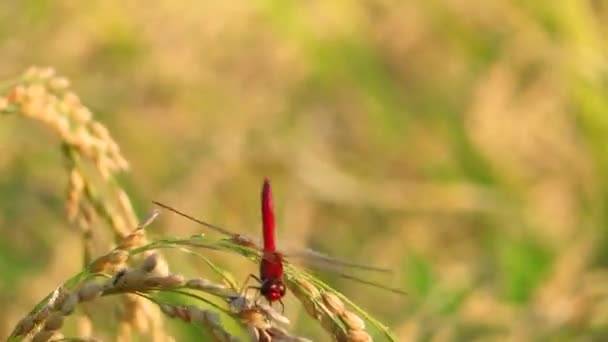 Libélula Roja Otoño Campo Arroz Japón — Vídeo de stock