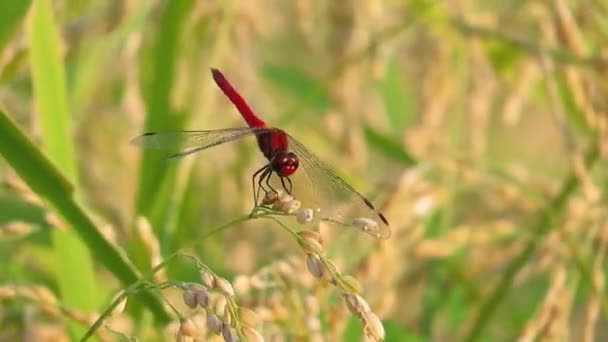 Rote Libelle Herbstlichen Japanischen Reisfeld — Stockvideo