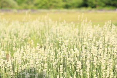 Beyaz lavanta açık bahçe