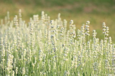 Beyaz lavanta açık bahçe