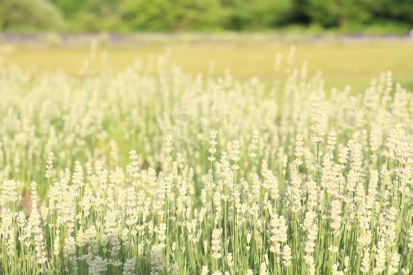 Beyaz lavanta açık bahçe