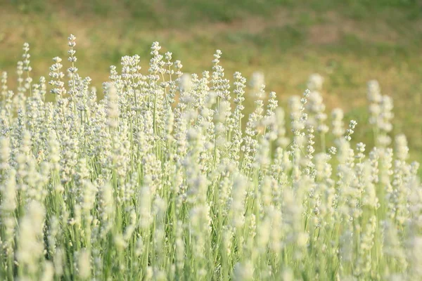 Lavanda Bianca Giardino Esterno Fotografia Stock