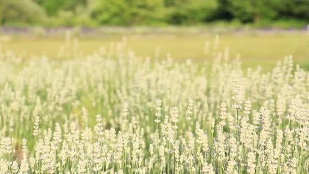 Fehér Levendula Farm Napfény — Stock videók