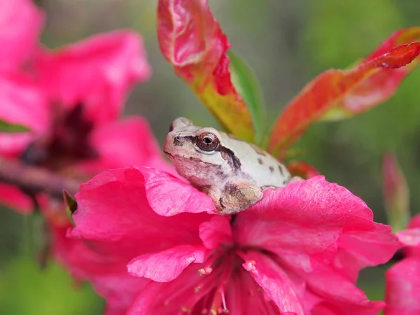 White Color Tree Frog — Stock Photo, Image