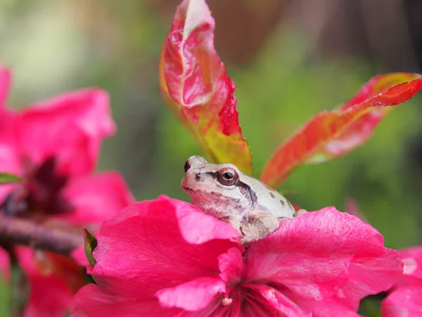 White Color Tree Frog — Stock Photo, Image