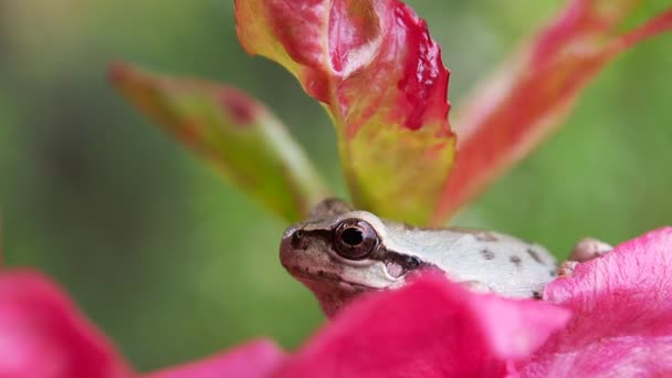 Weiße Farbe Laubfrosch — Stockvideo