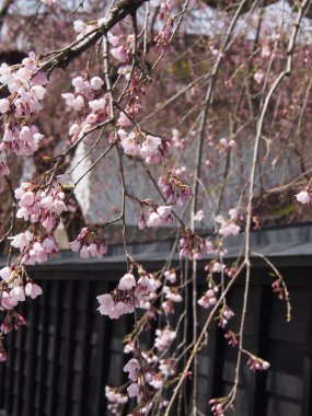 kiraz çiçekleri çiçek kakunodate Japonya