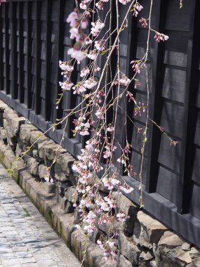 kiraz çiçekleri çiçek kakunodate Japonya