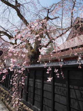 kiraz çiçekleri çiçek kakunodate Japonya