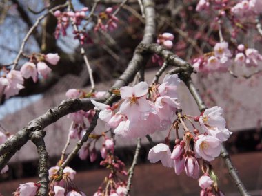 kiraz çiçekleri çiçek kakunodate Japonya