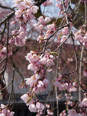 kiraz çiçekleri çiçek kakunodate Japonya