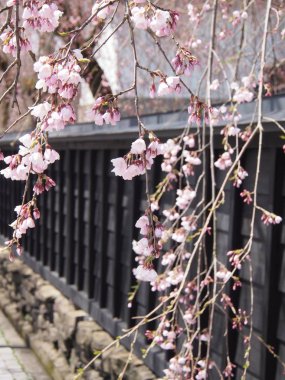 kiraz çiçekleri çiçek kakunodate Japonya