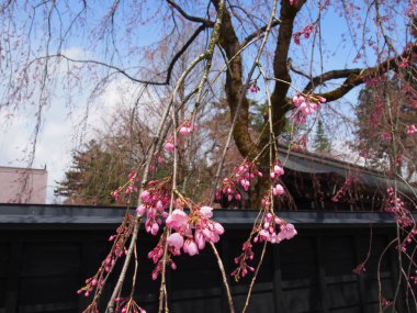 kiraz çiçekleri çiçek kakunodate Japonya