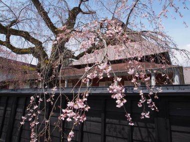 kiraz çiçekleri çiçek kakunodate Japonya